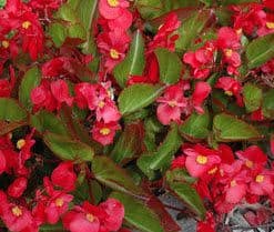 Begonia Big Red w/ Green Leaf