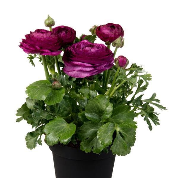 Ranunculus Sprinkles Violet