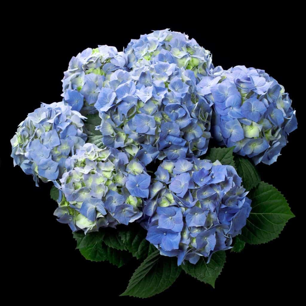 Hydrangea Blue
