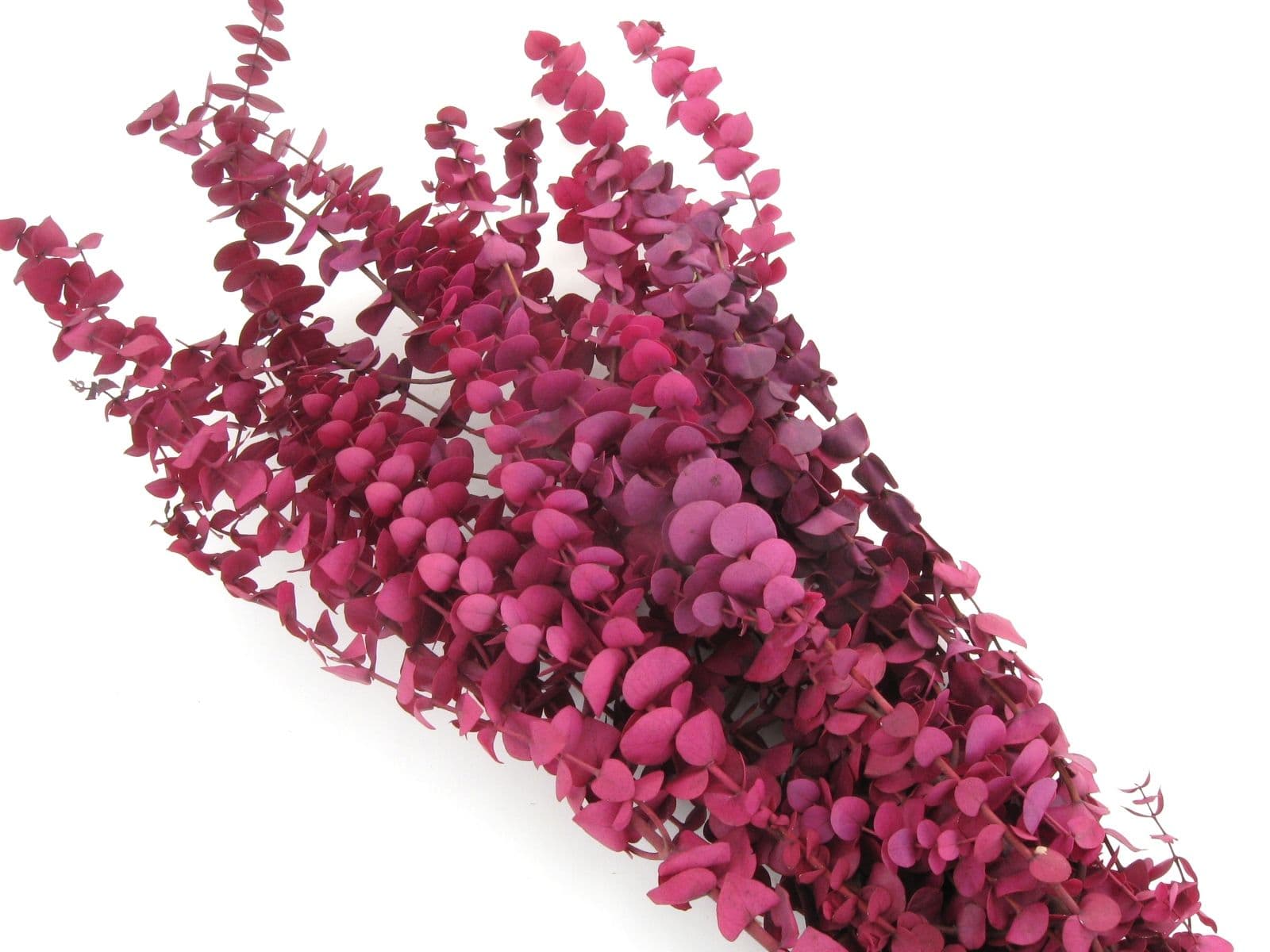 Eucalyptus Preserved Merlot Bunch