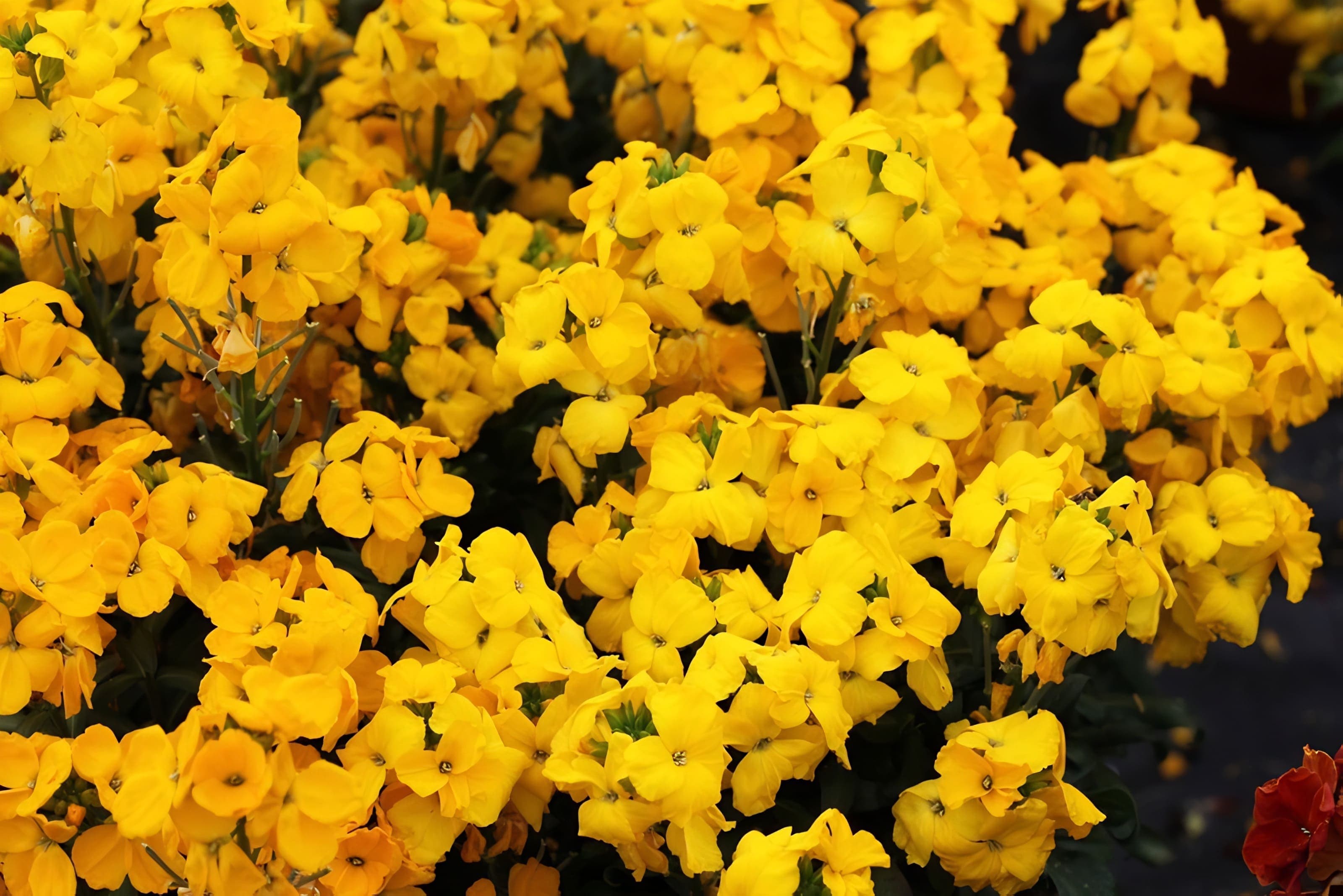 Erysimum Sugar Rush Yellow