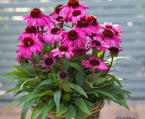Echinacea SunMagic Vintage Hot Pink