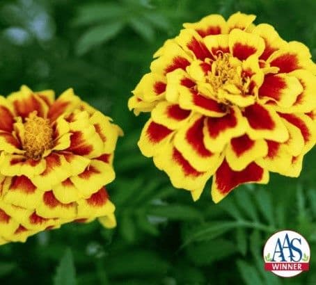 Marigold Mango Tango