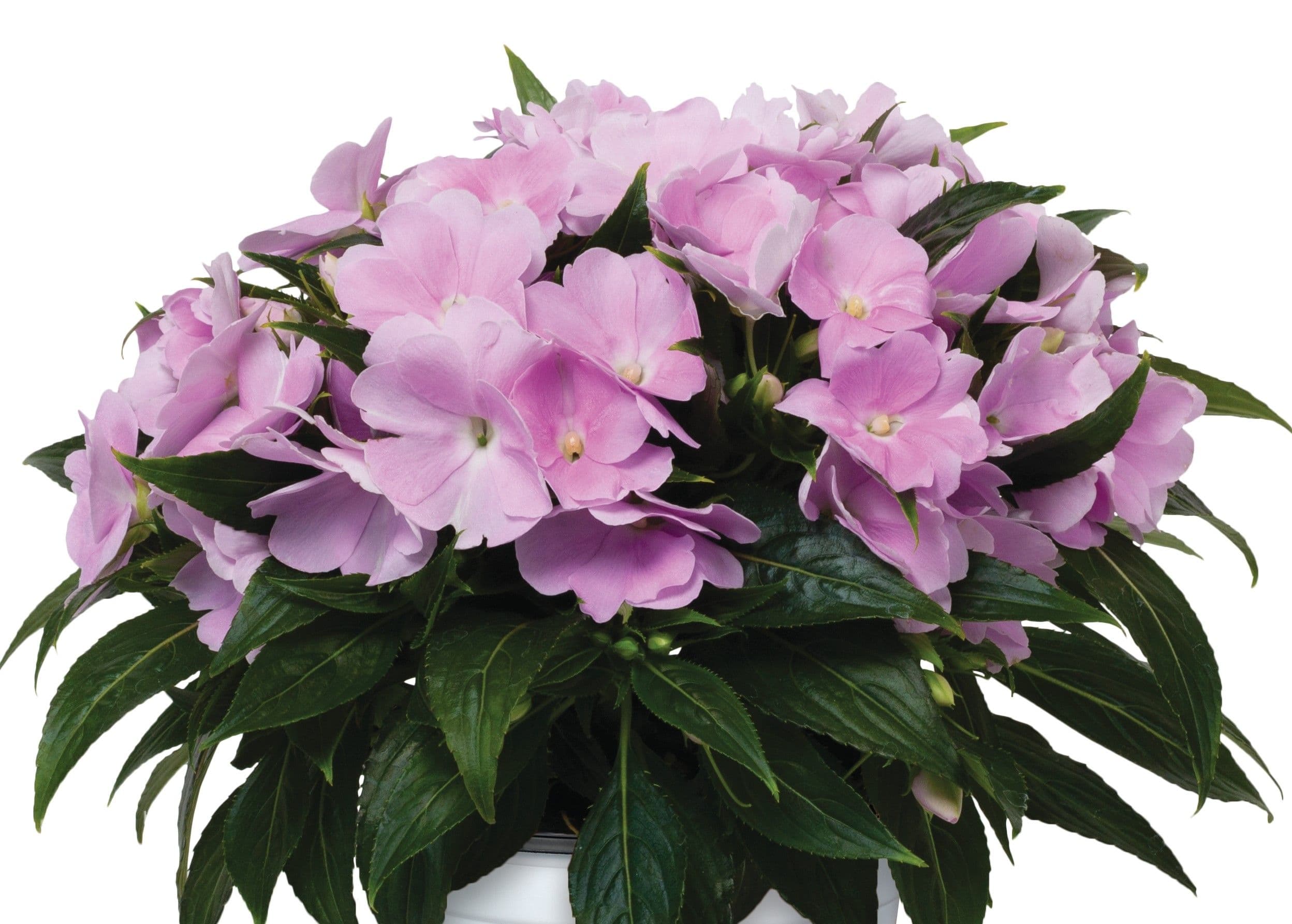 Impatiens NG Petticoat Lilac Ice