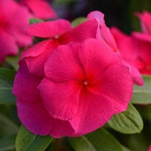 Vinca Cora XDR Punch