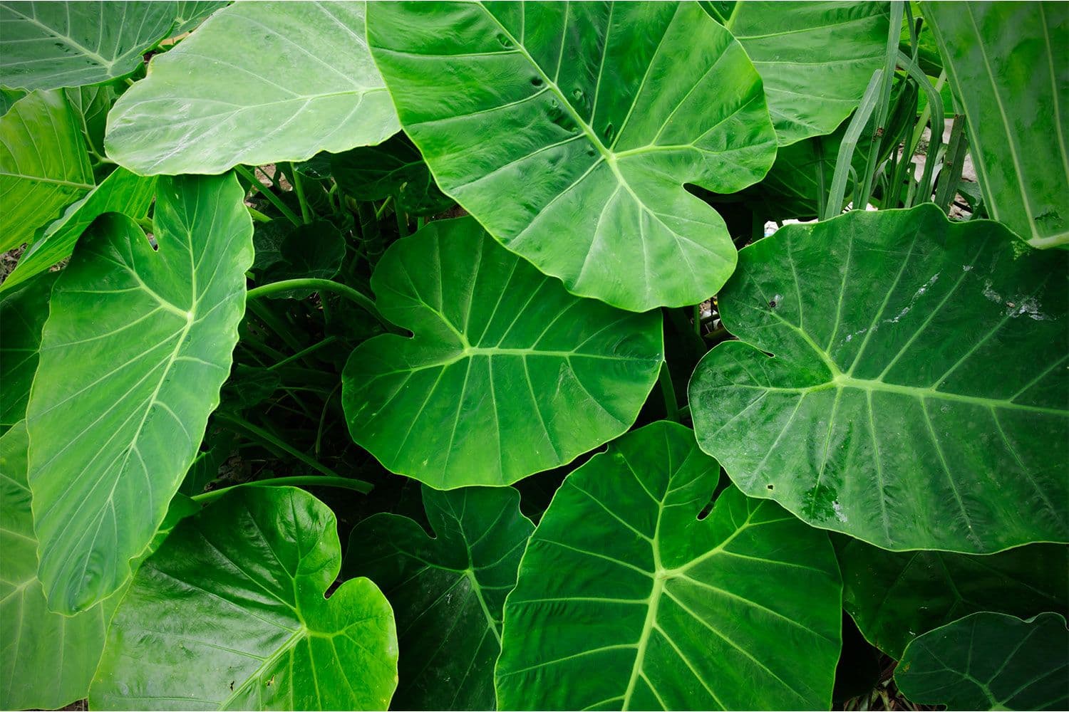 Alocasia Portodora Green