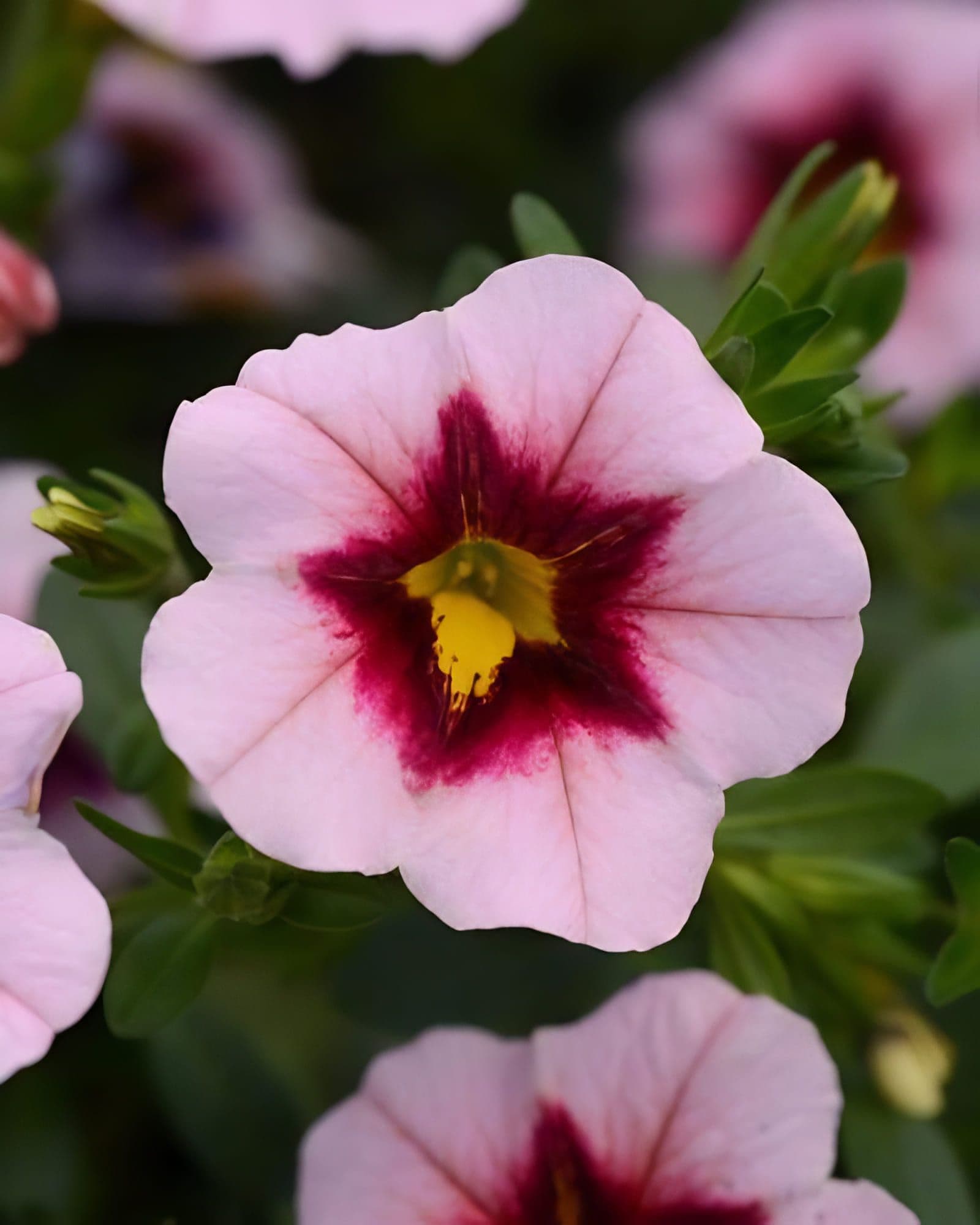 Calibrachoa MF Uno Pink Strike