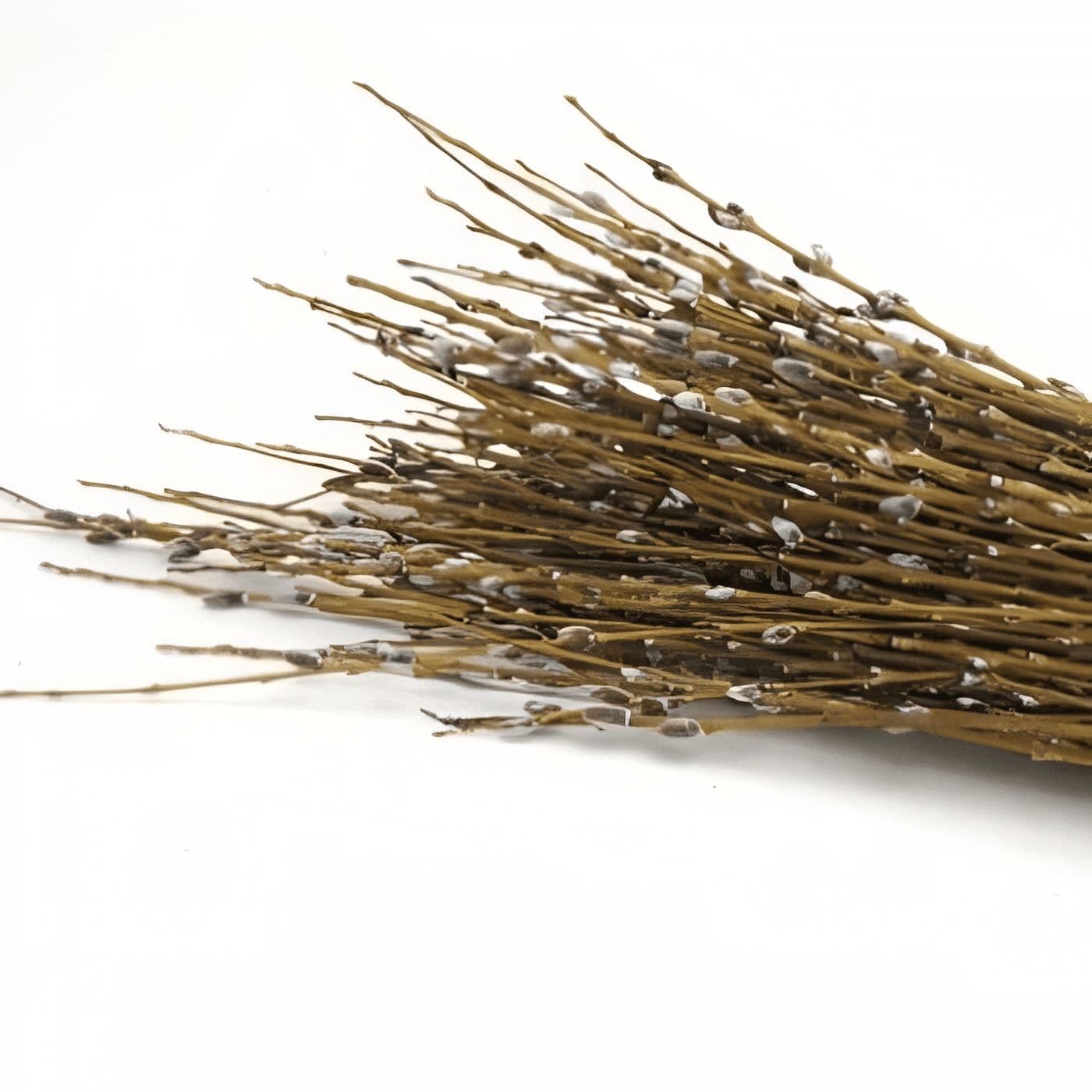 Pussy Willow Medium Heirloom 4'