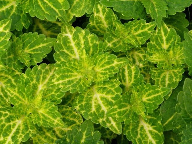 Coleus Electric Lime
