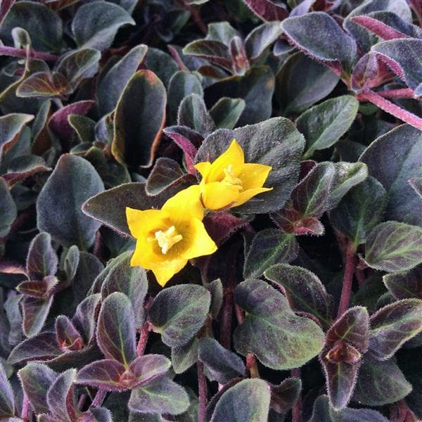 Lysimachia Midnight