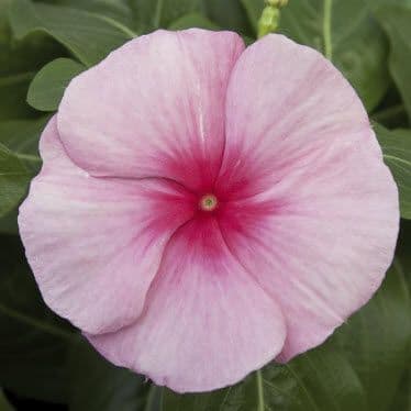 Vinca Cora XDR Cascade Strawberry