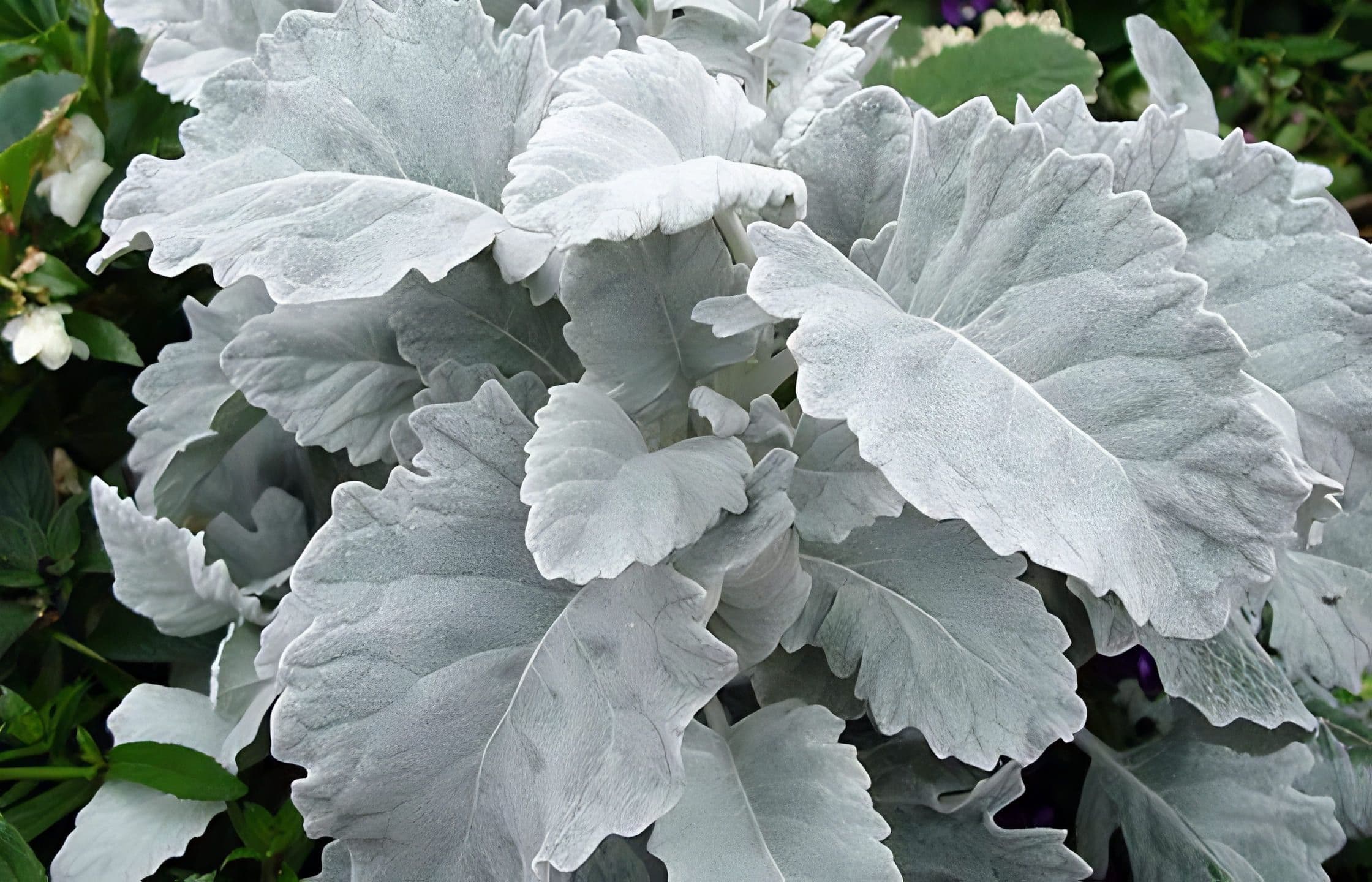Dusty Miller Cirrus