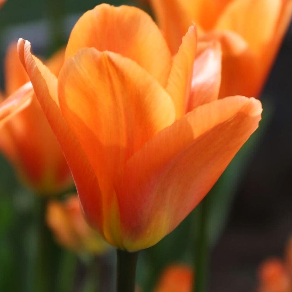 Tulip Orange 6 Bulbs/Pot