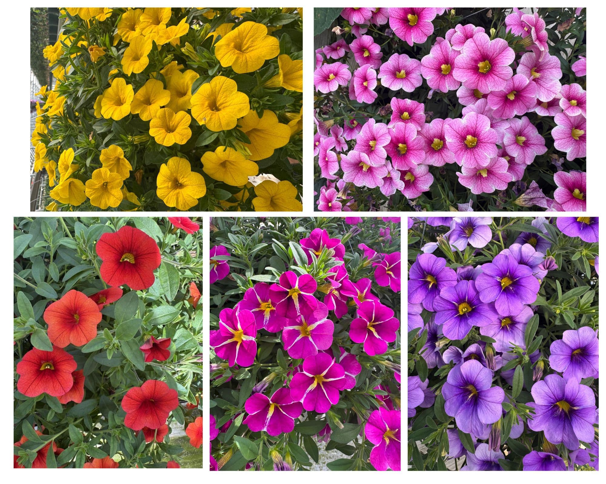 Calibrachoa Cabaret Asst Summer