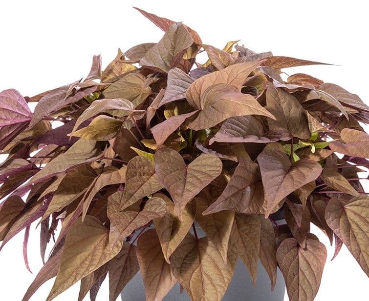 Ipomoea Sweet Georgia Red Heart