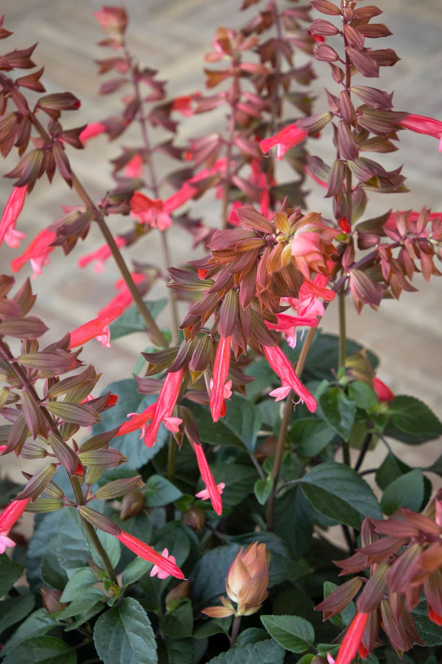Salvia Skyscraper Orange