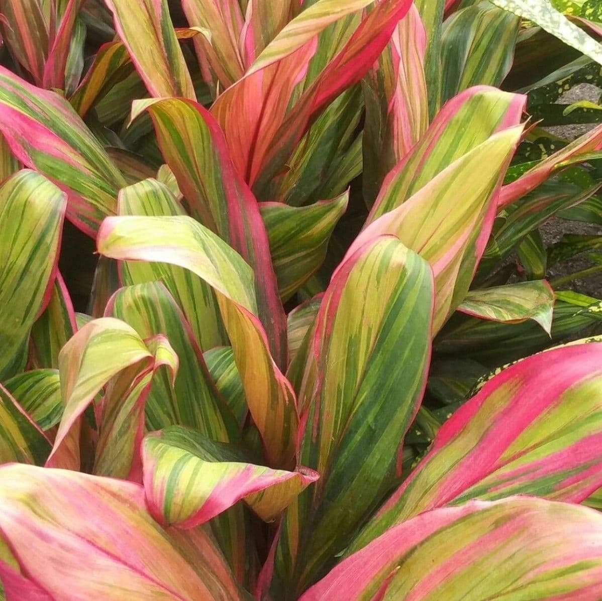 Cordyline Harlequin