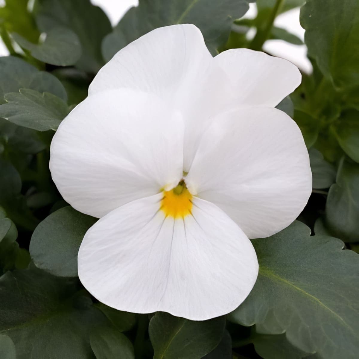 Viola Sorbet XP White