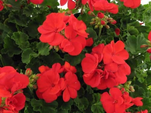 Geranium Americana Dark Red