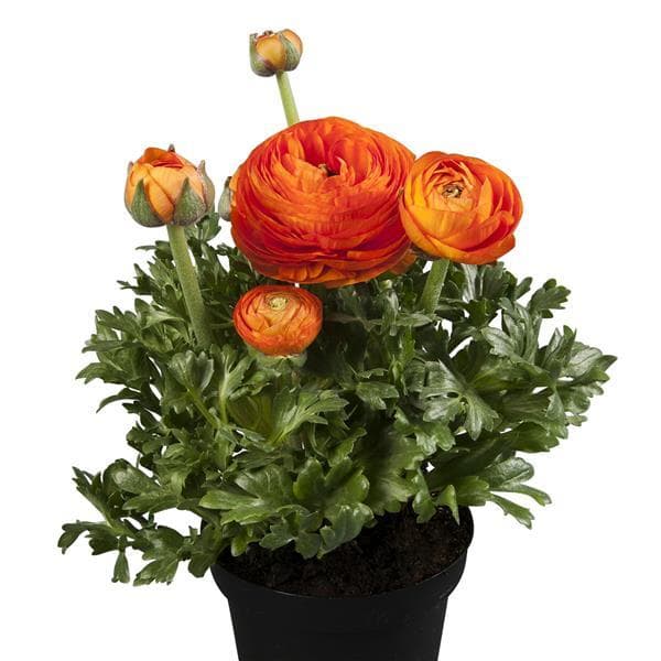 Ranunculus Sprinkles Orange