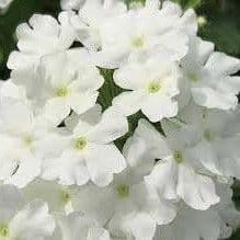 Verbena Firehouse White
