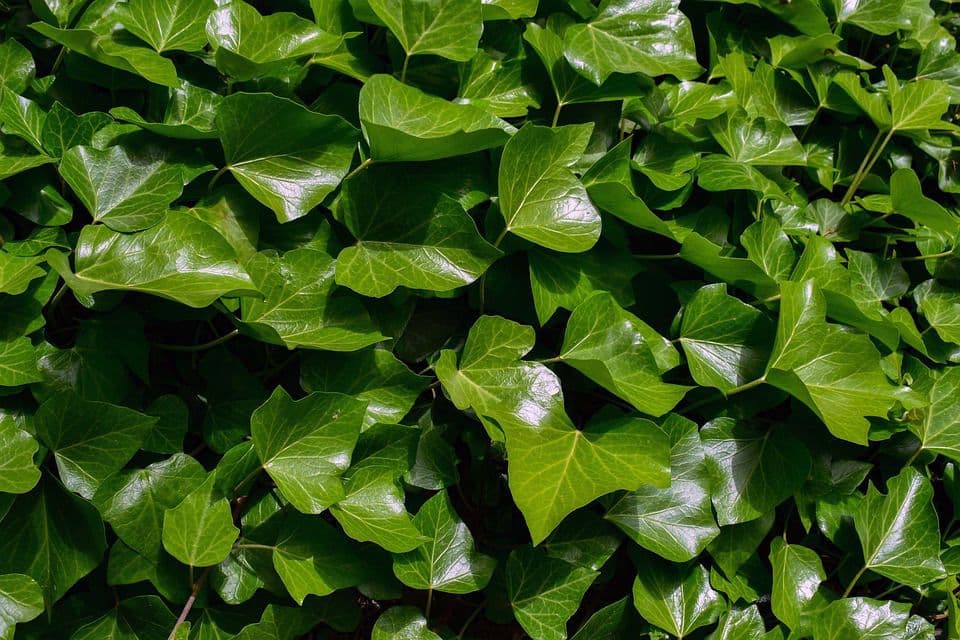 Ivy English Green