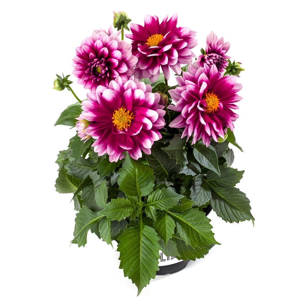 Dahlia Labella Medio Fun Pink Blush