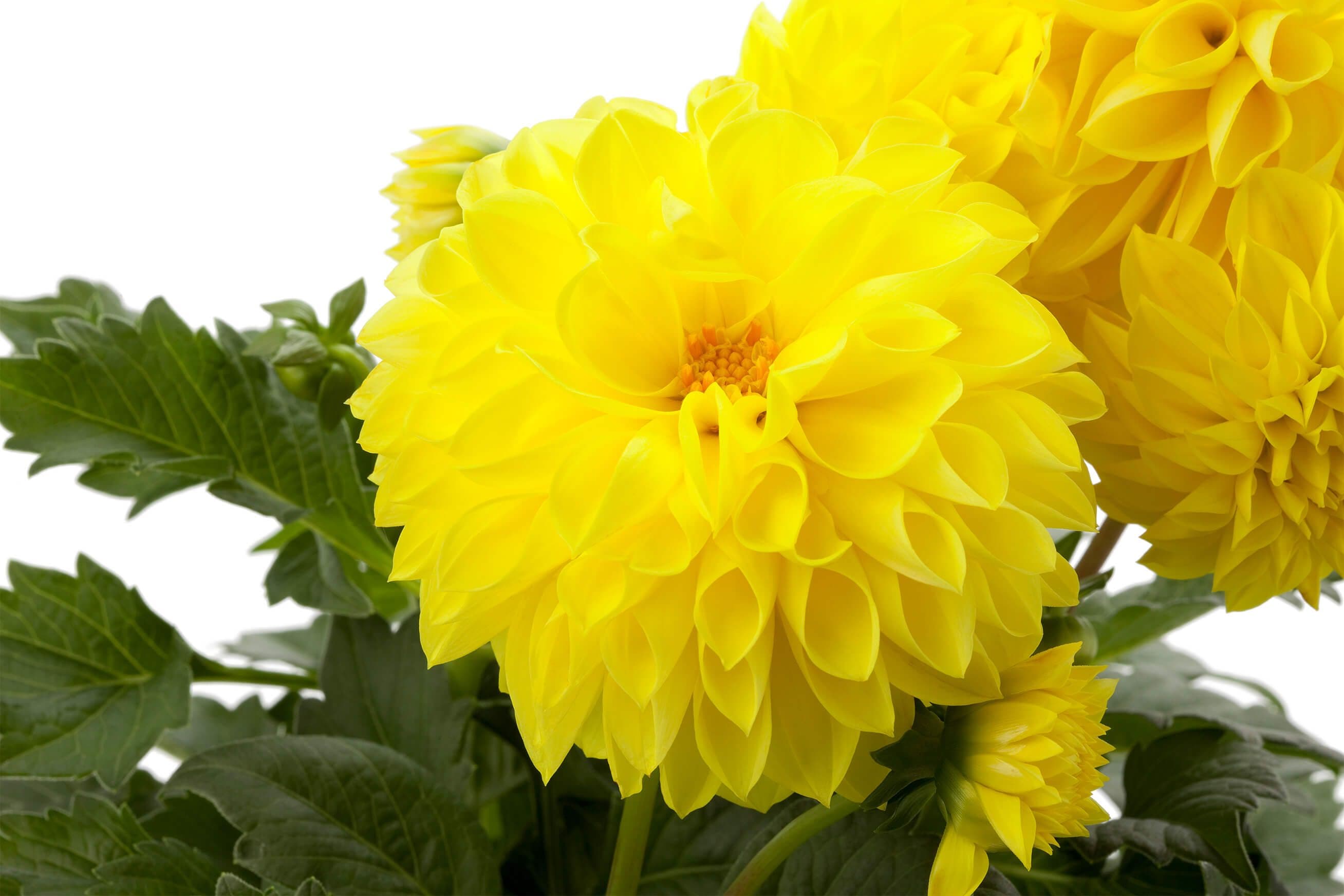 Dahlia Labella Grande Yellow