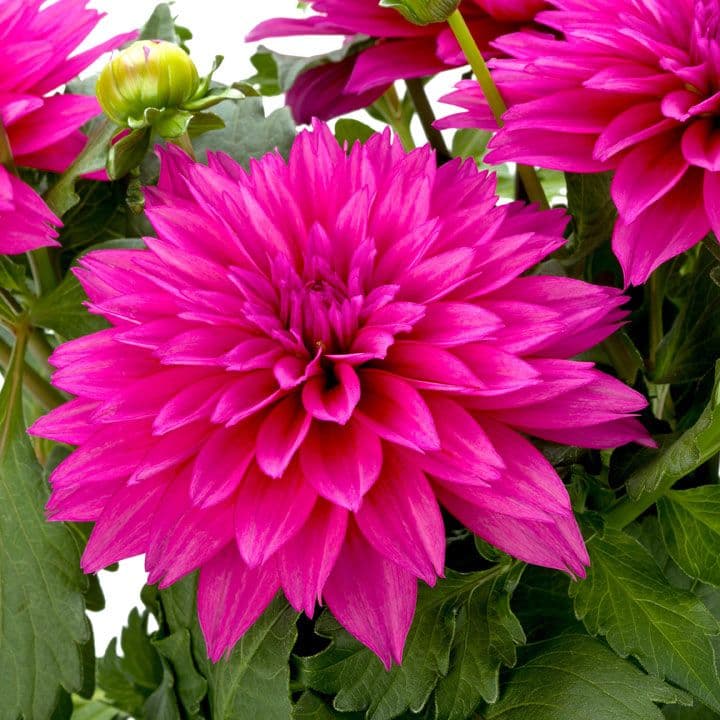 Dahlia Labella Maggiore Deep Rose