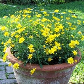 Euryops Yellow