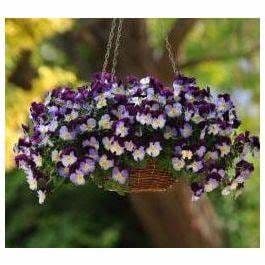 Pansy Cool Wave Violet Wing