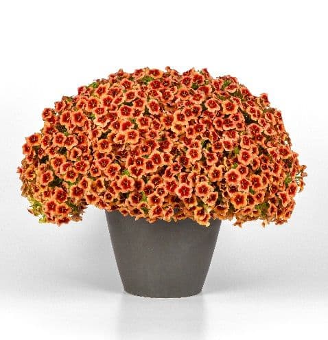 Calibrachoa Bumble Bee Orange