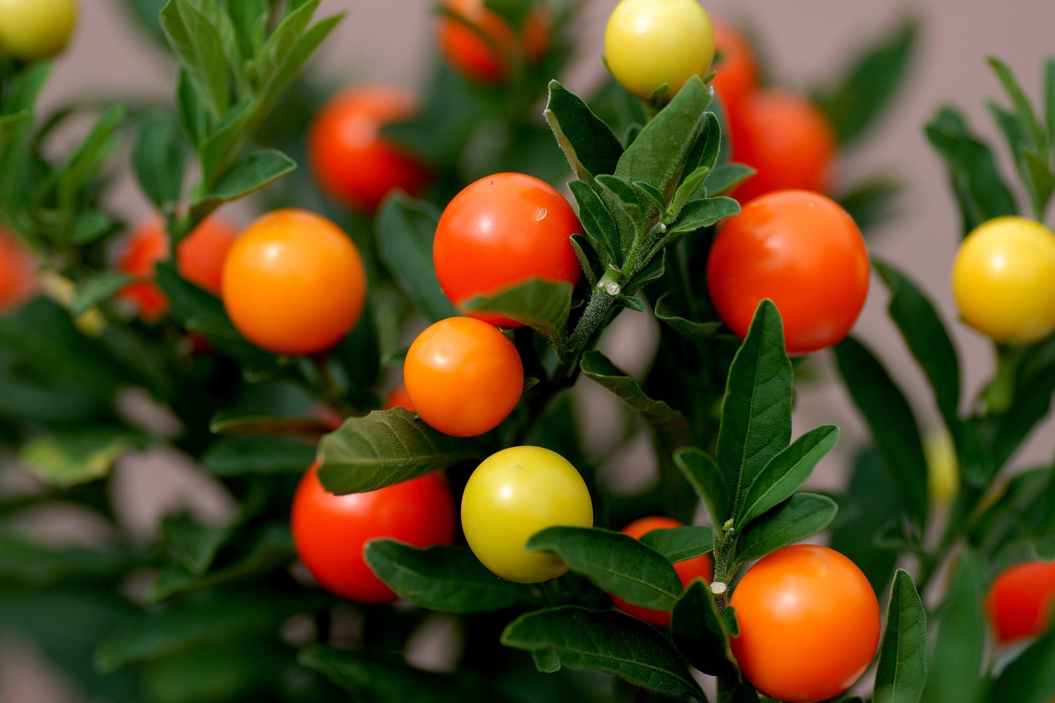 Ornamental Jerusalem Cherry