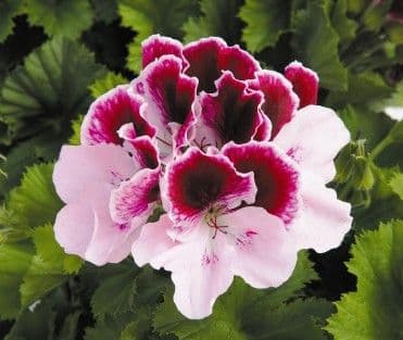 Geranium Regal Purple Majesty
