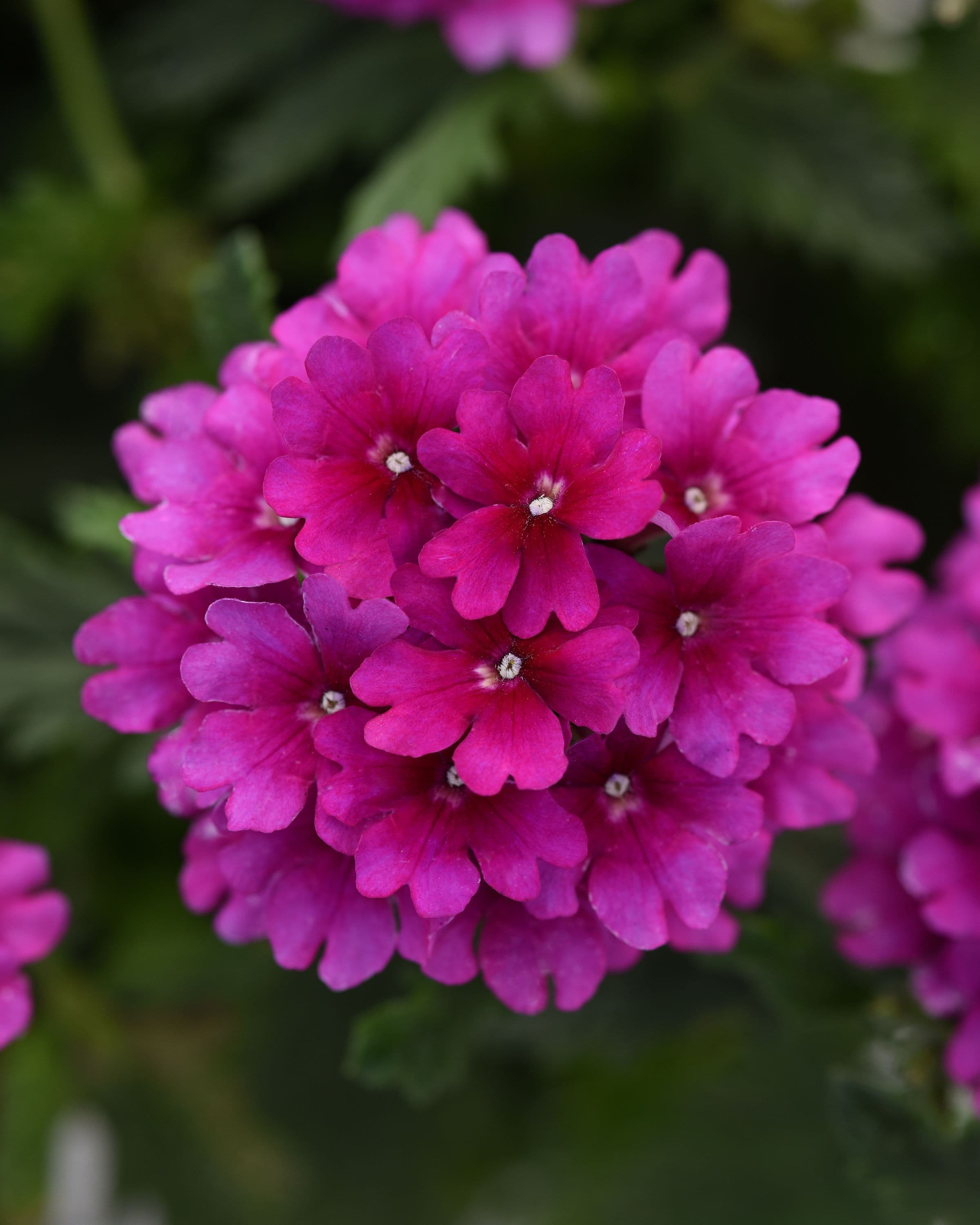 Verbena Cadet Purple