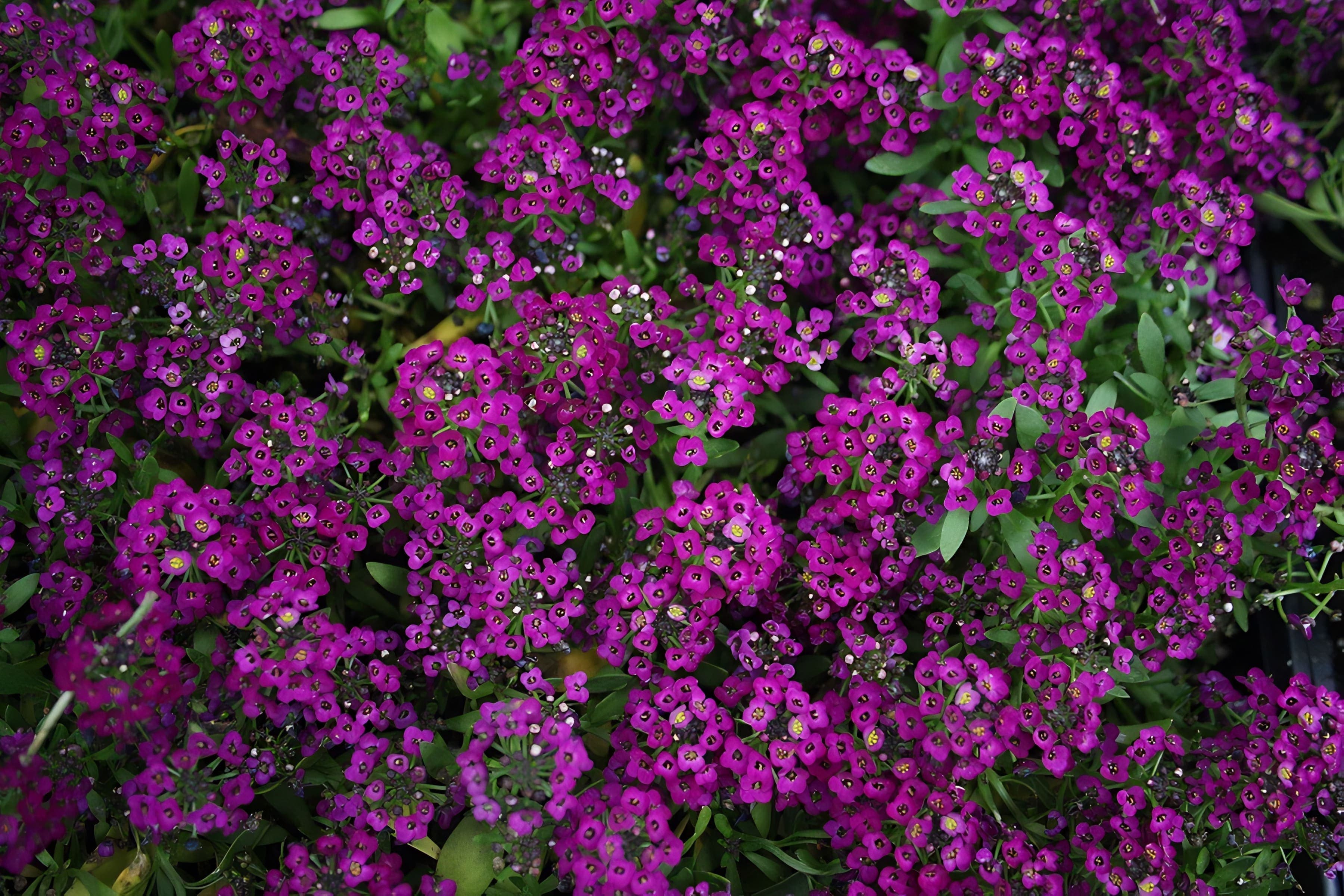 Alyssum Wonderland Deep Purple
