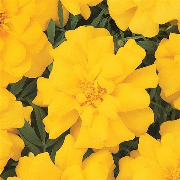 Marigold Durango Yellow