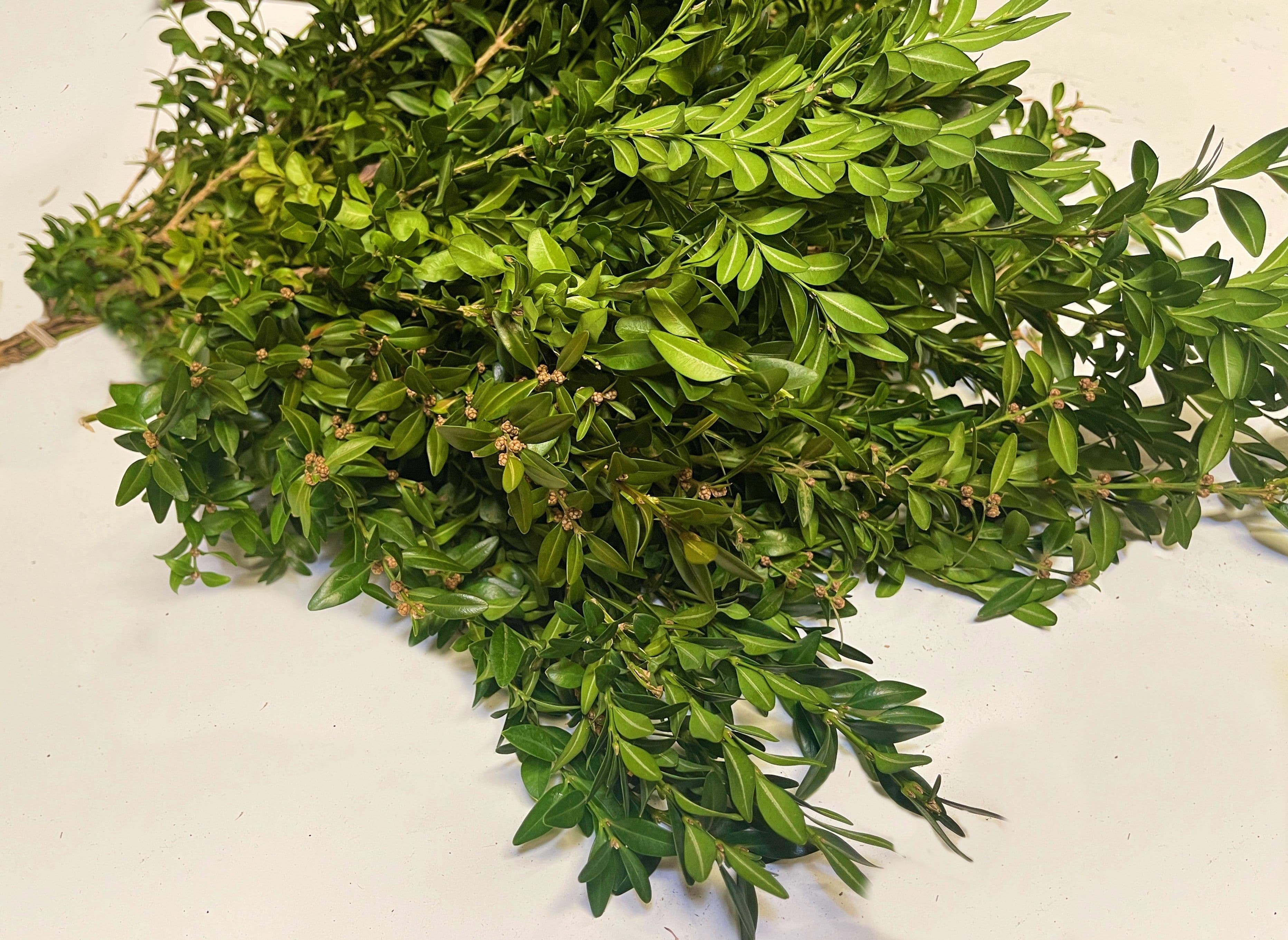 Boxwood Bunch