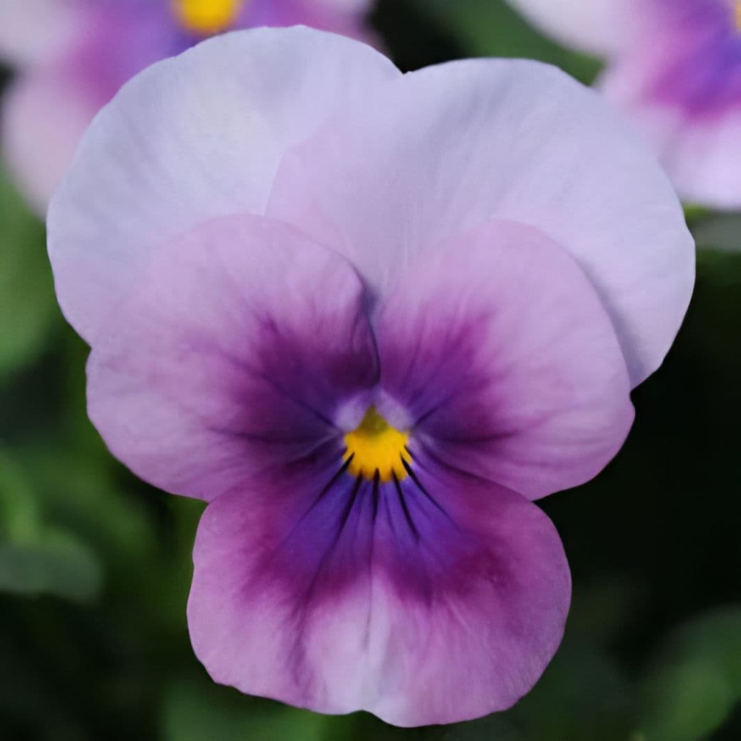 Viola Orchid Rose Beacon