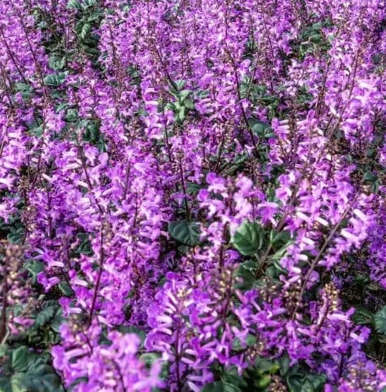 Plectranthus Magic Mona
