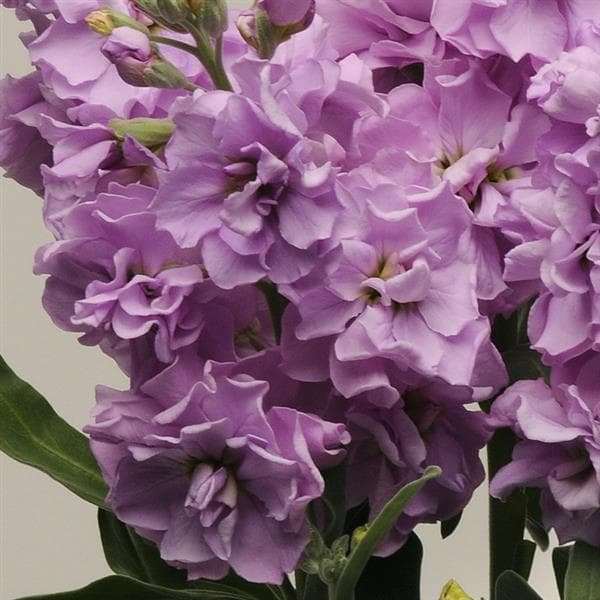 Stock Katz Light Lavender