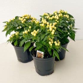 Pepper Hot Pops Yellow