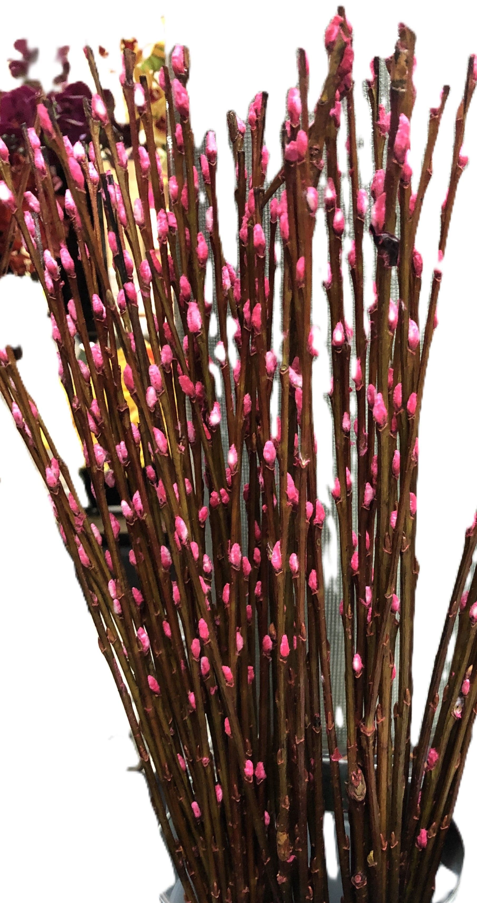 Pussy Willow Tint 36" - Hot Pink