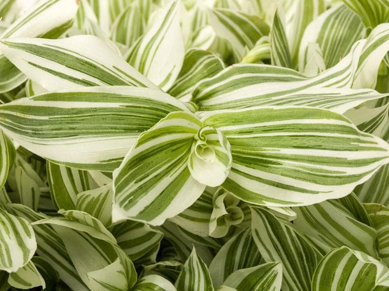 Tradescantia Pistachio White