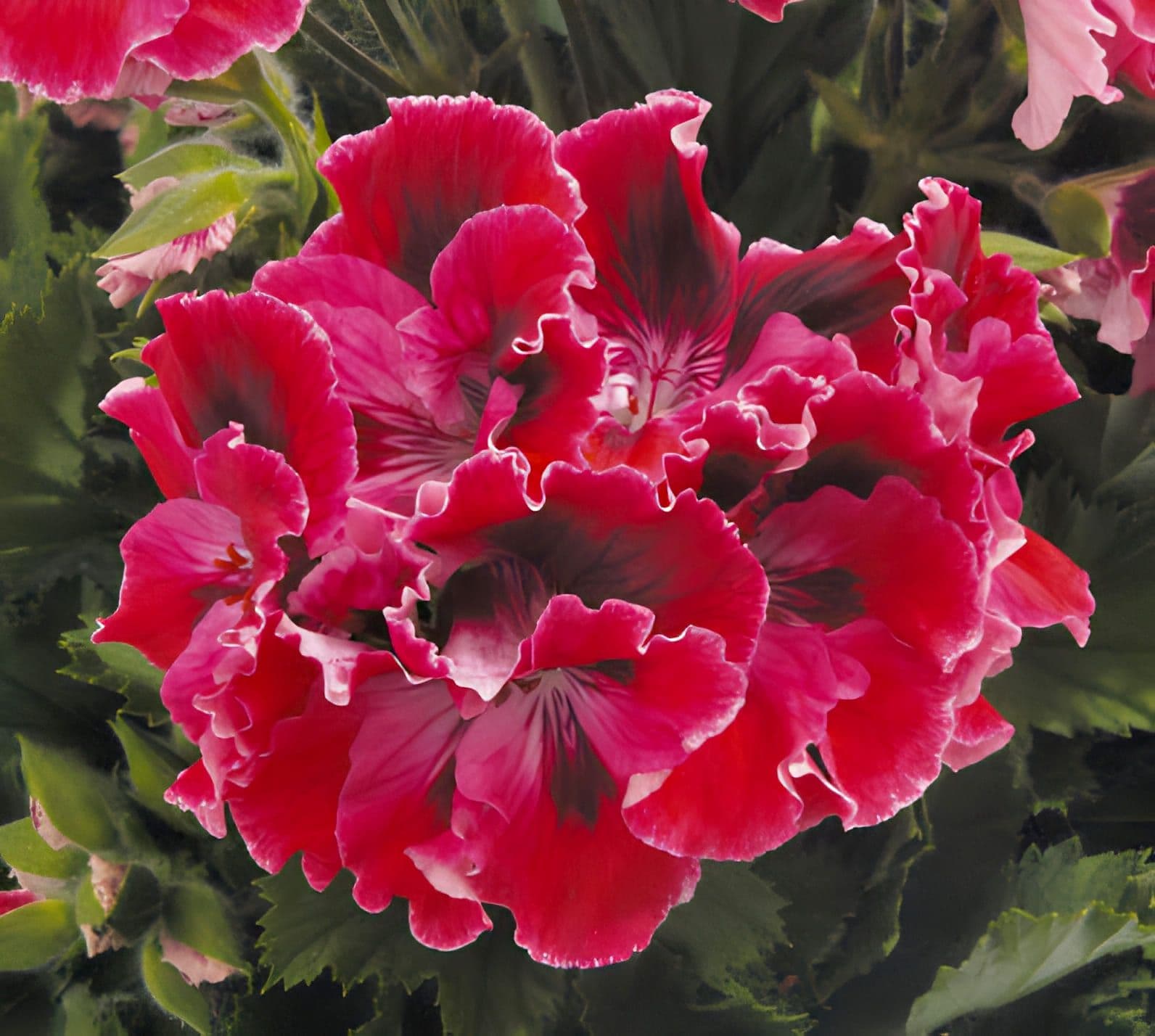 Geranium Regal Red Velvet