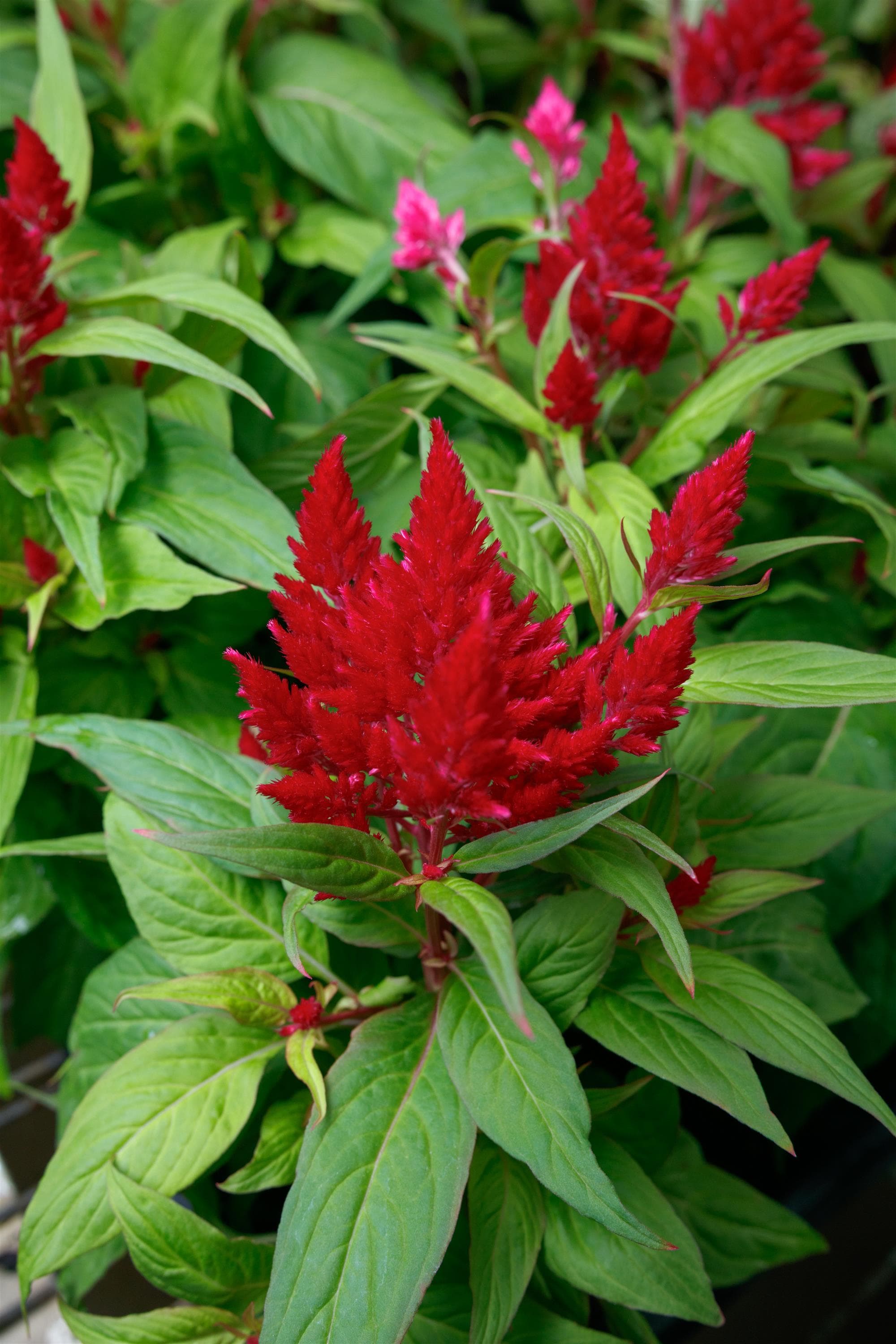Celosia Flamma Bright Red