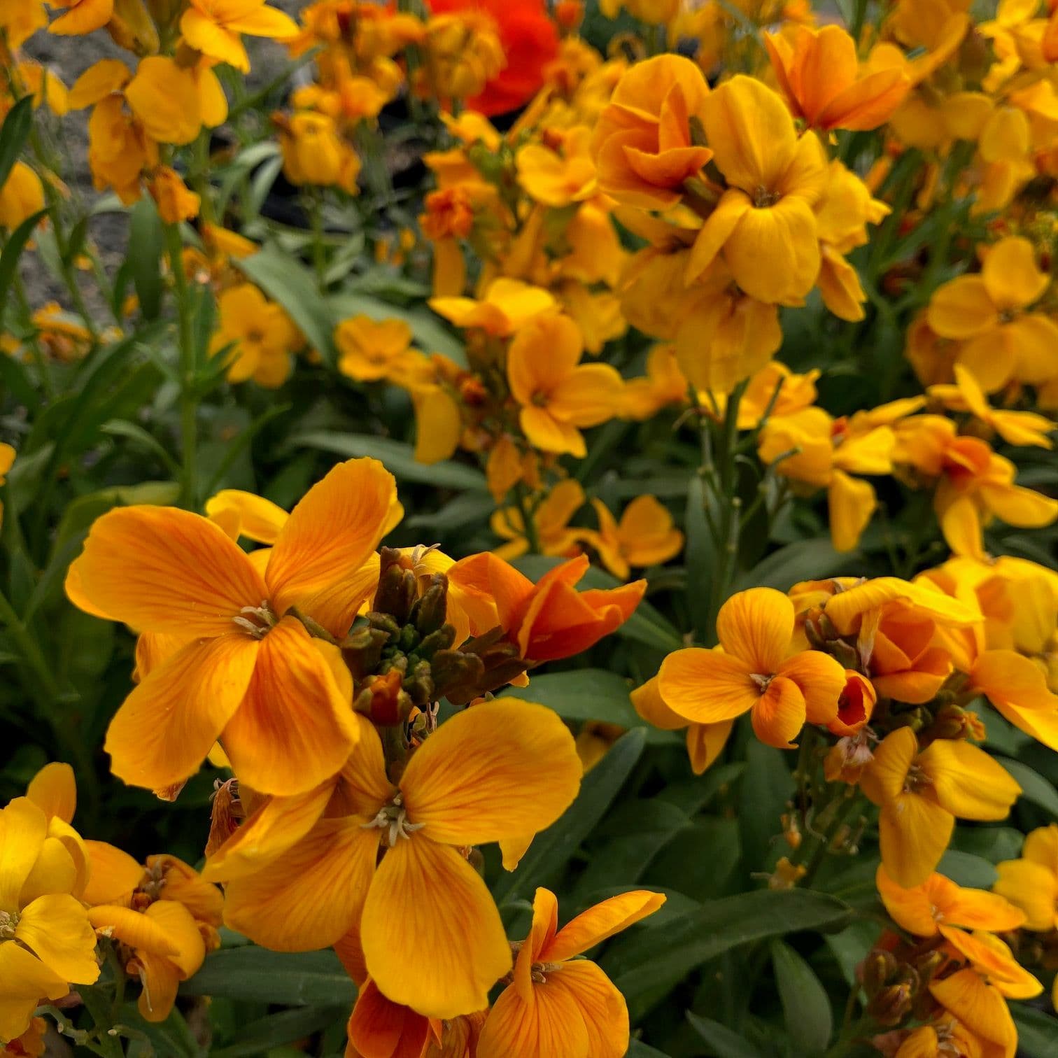 Erysimum Sugar Rush Orange