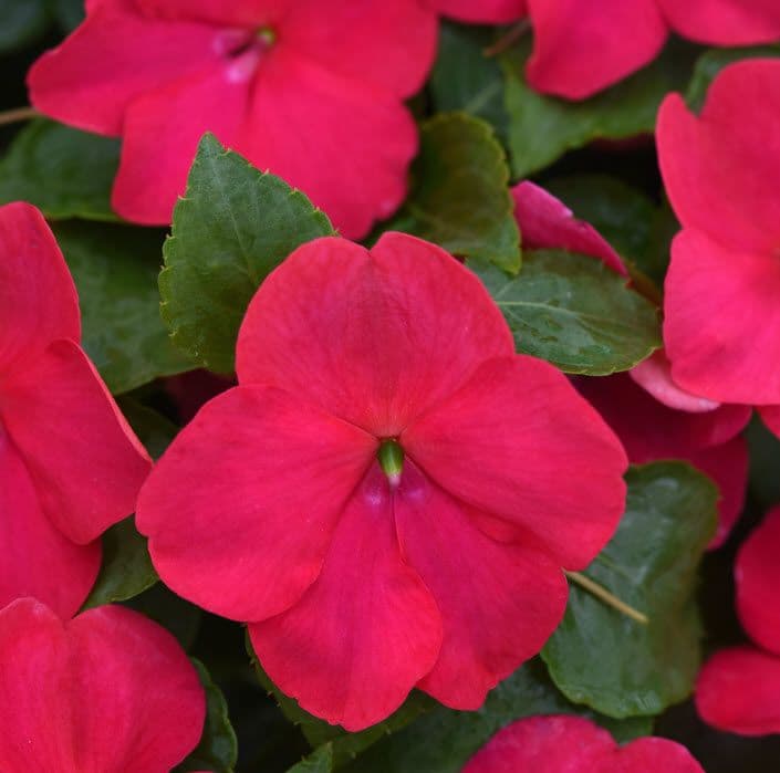 Impatiens Beacon Lipstick