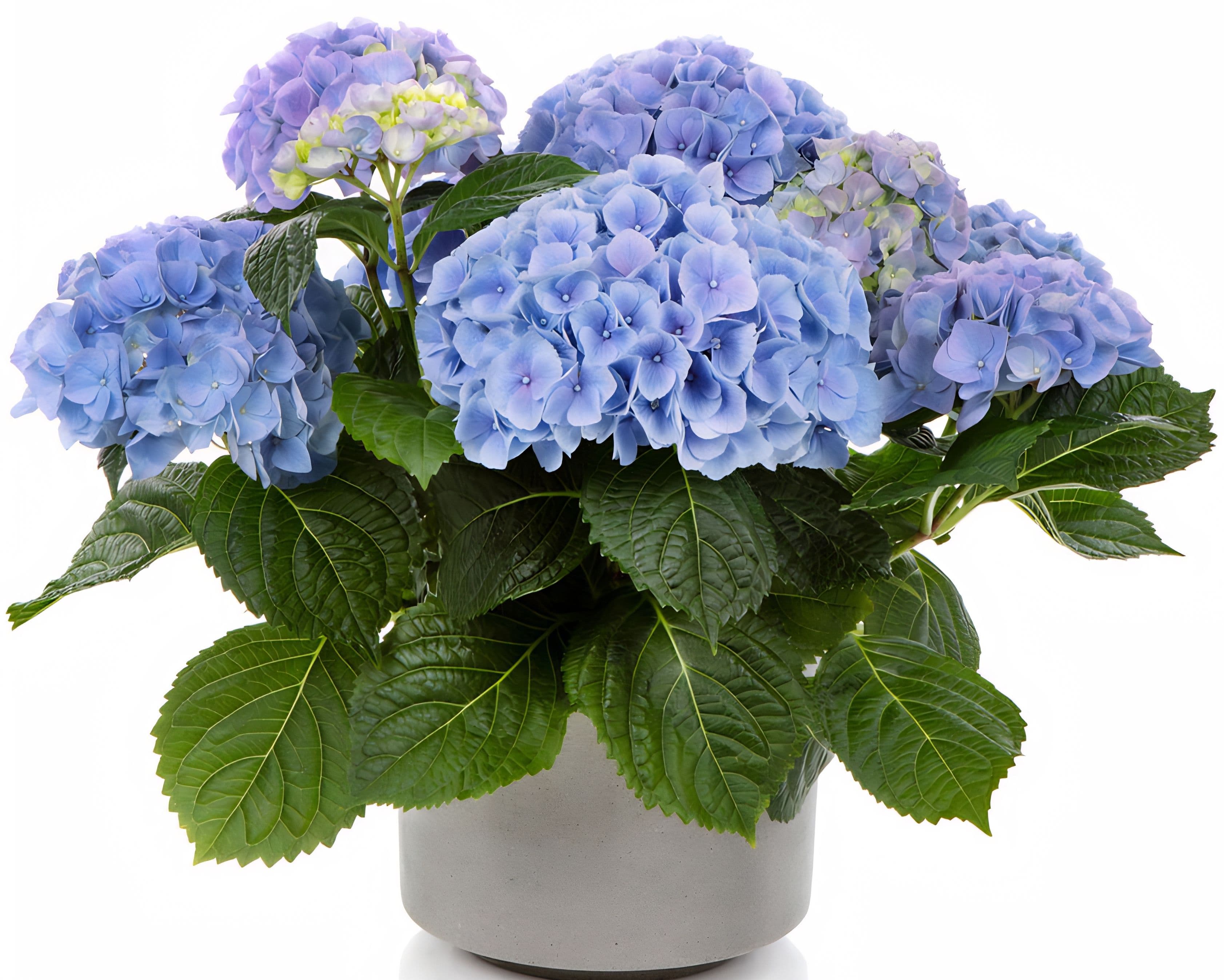 Hydrangea River Blue
