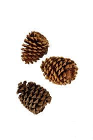 Pine Cone Jeffrey Loose